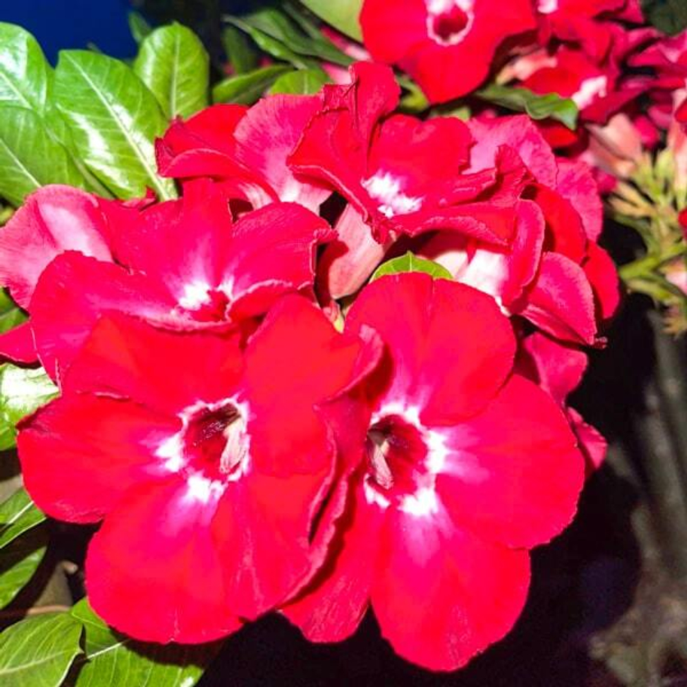 Адениум RUBY RED