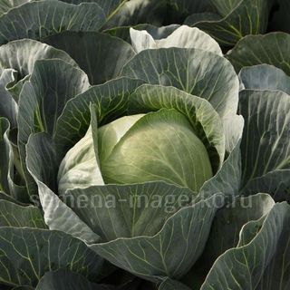 Капуста белокочанная  Сторидор F1 2500 (семян)