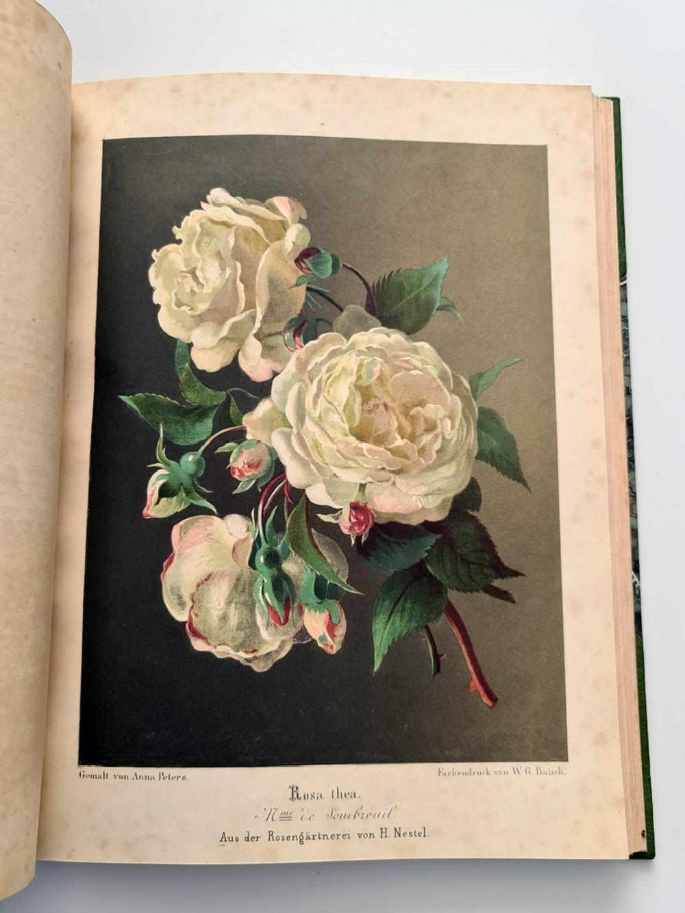 "Nestel`s Rosengarten. [  Сад роз Нестела]". E. Schweizerbartsche Verlagshandlung. 1869г.