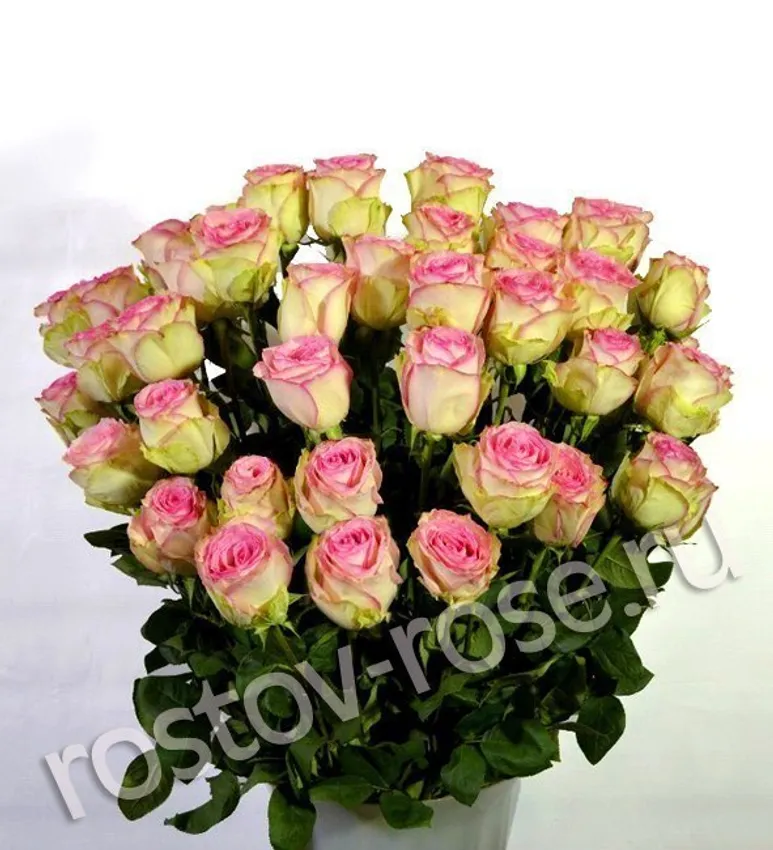 Букет 51 бело-розовая роза (Эквадор)