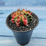 Gymnocalycium Variegata (Гимнокалициум Вариегатный)