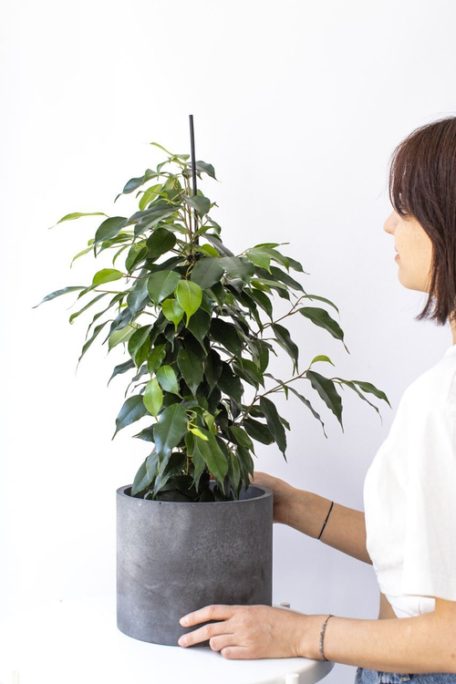 Фикус Бенджамина