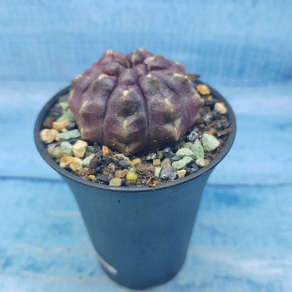 Gymnocalycium Daydream (Гимнокалициум)