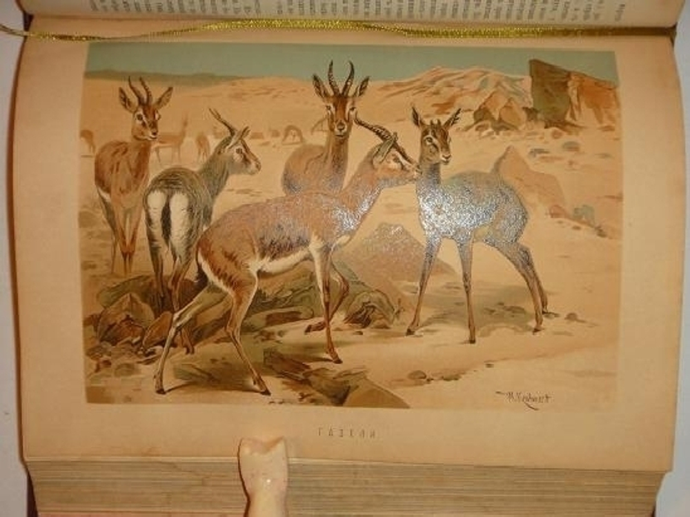 "Иллюстрированное издание " Жизнь животных " А.Э.Брэма в десяти томах". Альфред Эдмунд Брэм. 1896г.