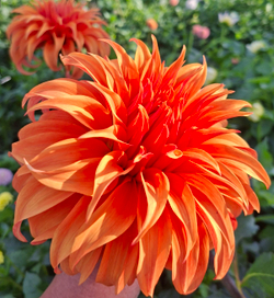 Георгин Блюмквист Джин (Bloomquist Jian)