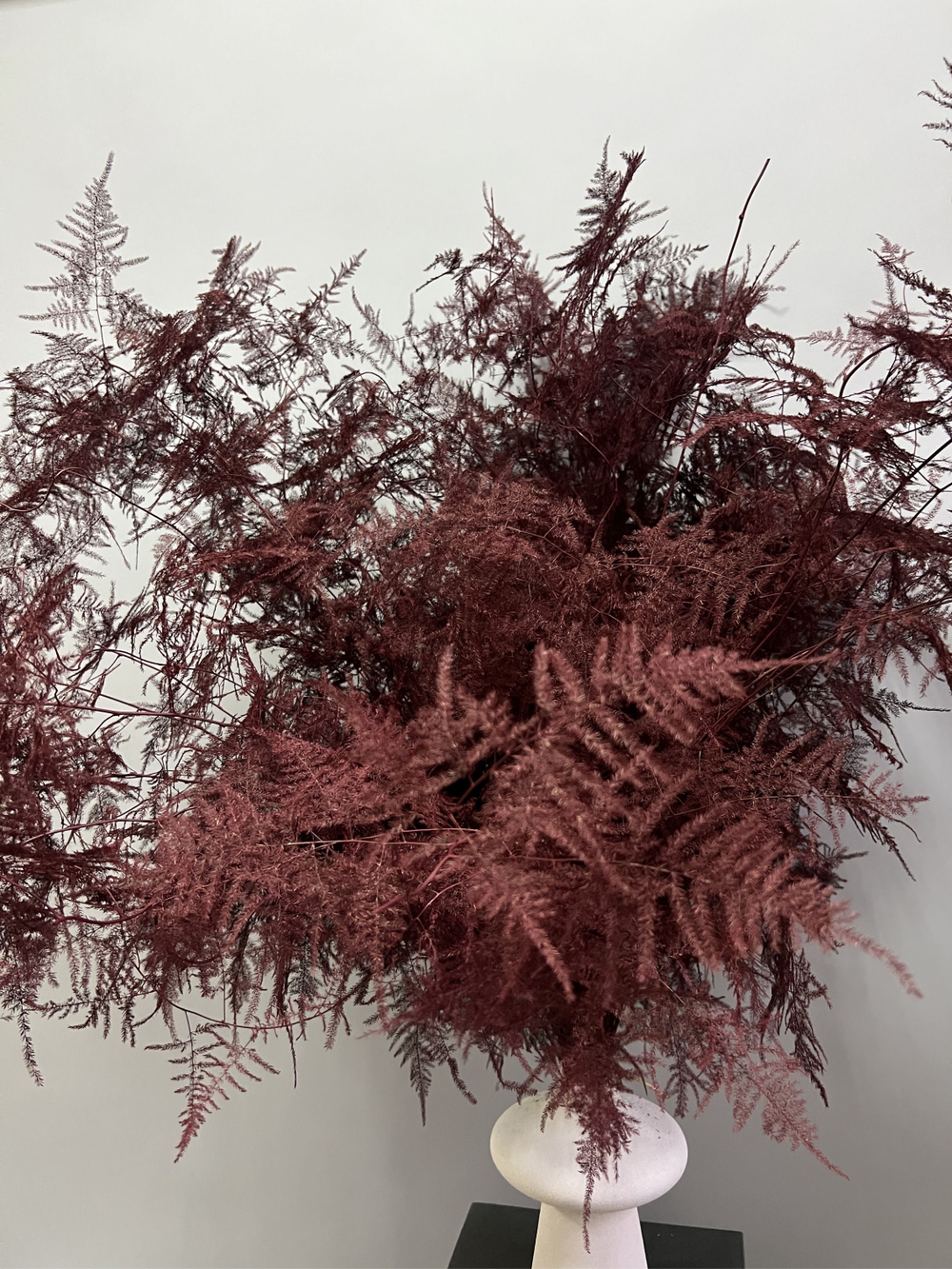 Аспарагус Veren бургунди 1 шт