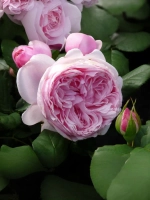 Роза флорибунда Гартентрауме