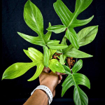 Филодендрон FLORIDA GHOST