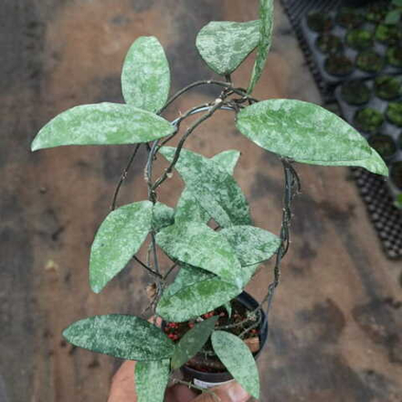 Хойя FLAGELLATA SILVER