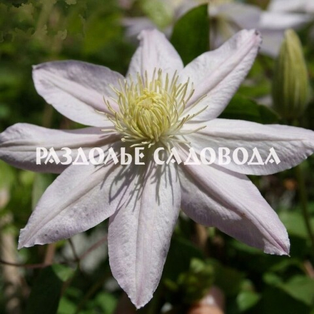 Клематис крупноцветковый Этуаль Накри