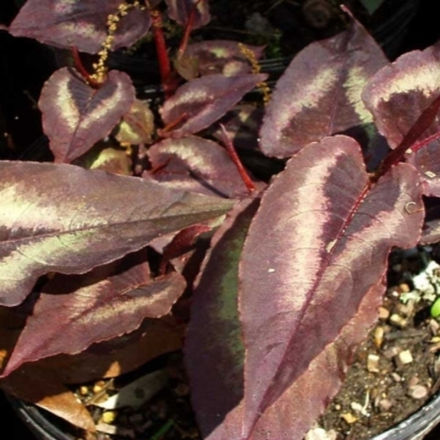 Горец мелкоголовый Фламинго Фезерс С2