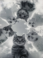 Кулирка Купон Котики на черно-белом фоне