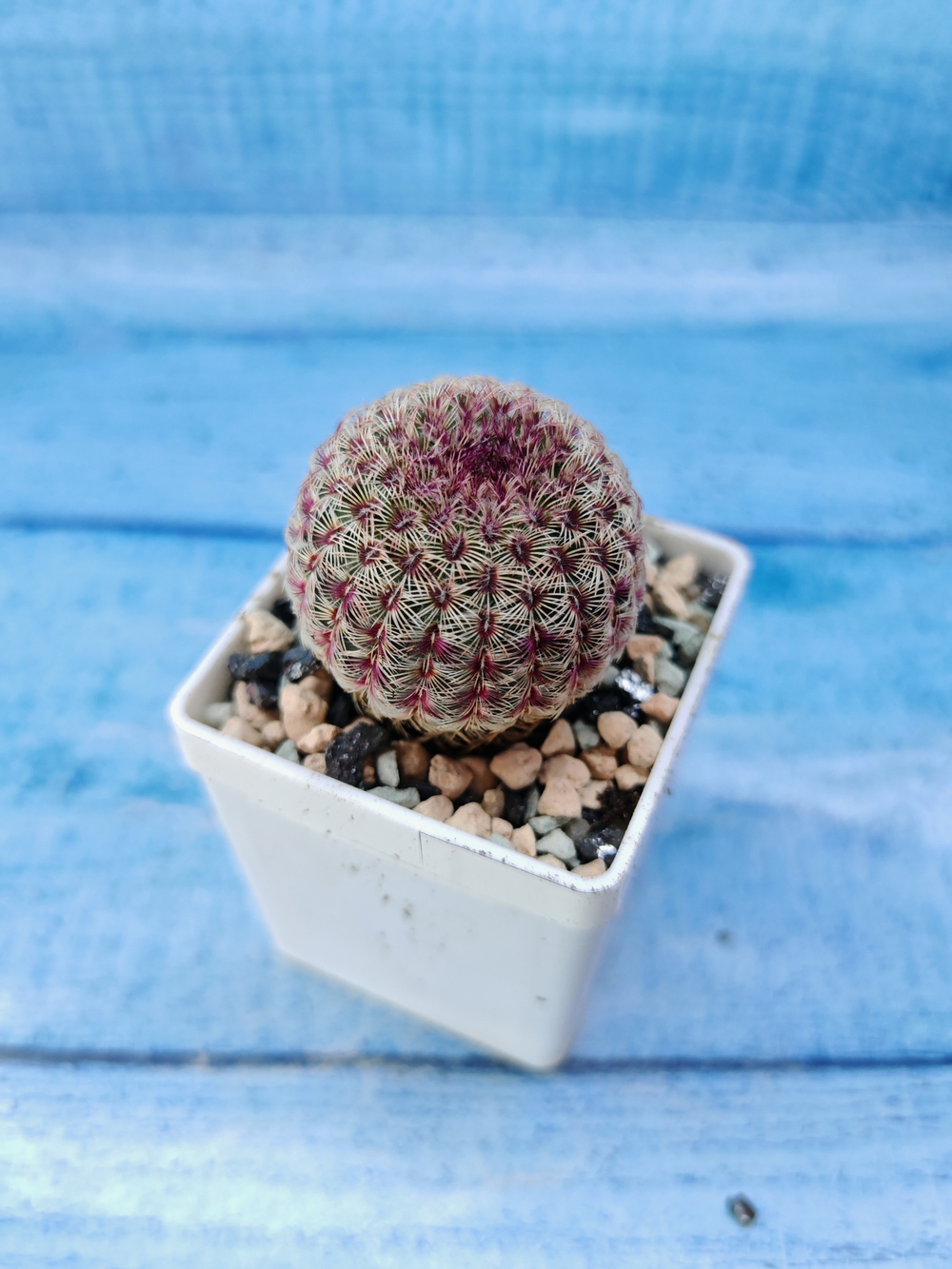 Echinocereus Rigidissimus Rubispinus (Эхиноцереус)