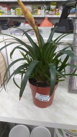 Цветущие комнатные растения