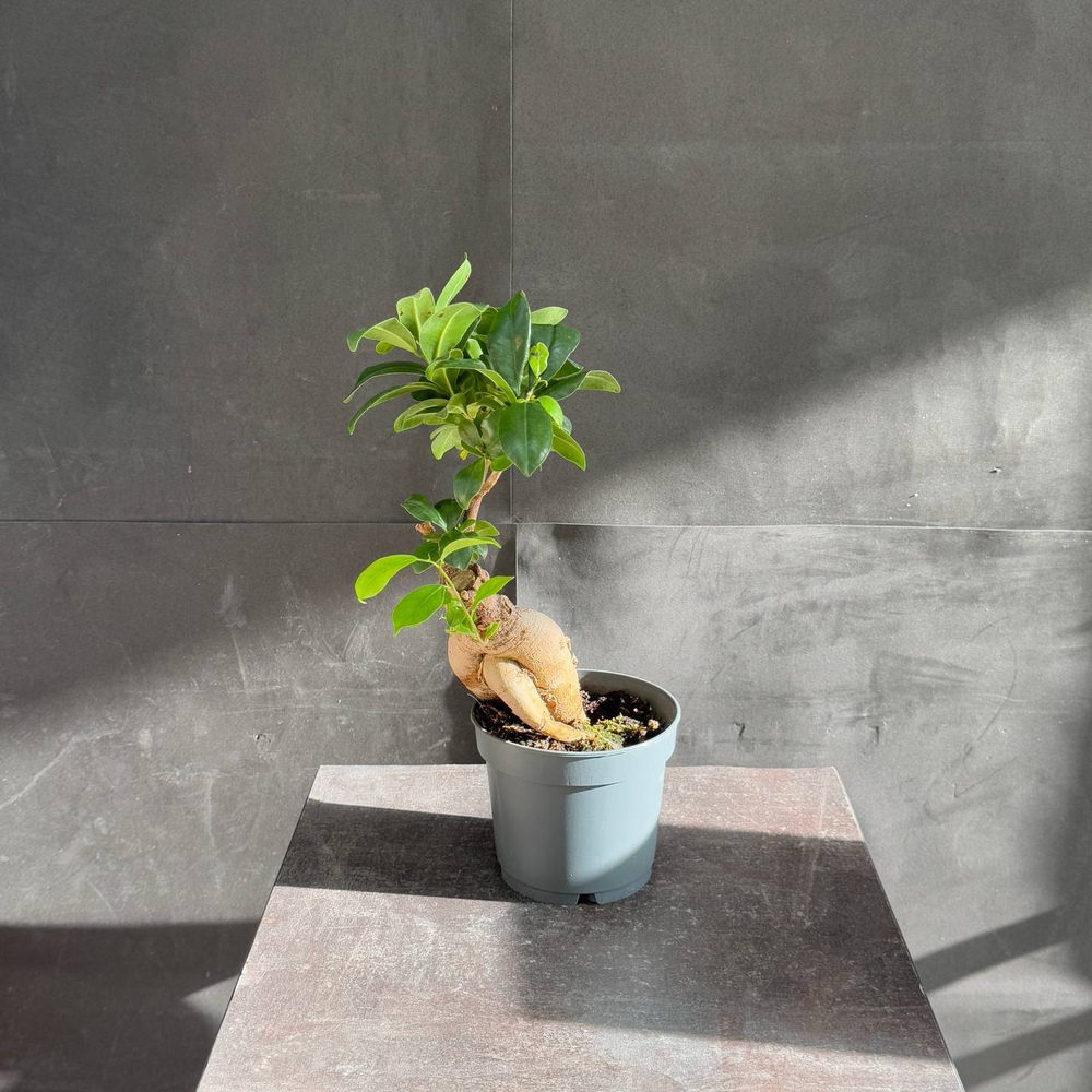 Фикус микрокарпа (Ficus microcarpa Ginseng)