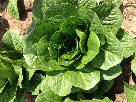 Аувона семена салата ромэн (Rijk Zwaan / Райк Цваан) в поле – фото 8