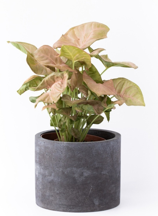 Сингониум Неон