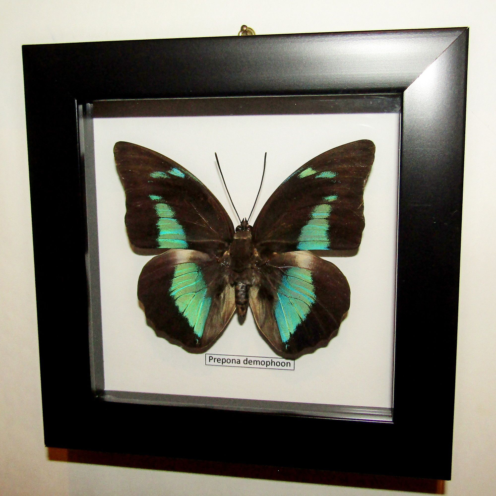 Бабочка Prepona demophoon в рамке