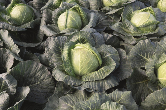 КРАУТМАН_F1_семена_капусты_белокочанной_Bejo_купить – фото 1