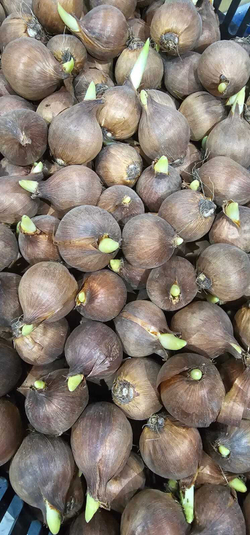 Ирис луковицы, Блю Меджик, 3шт