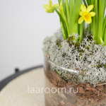 Флорариум весенний с нарциссами