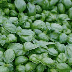 Лучано семена базилика (Гавриш)