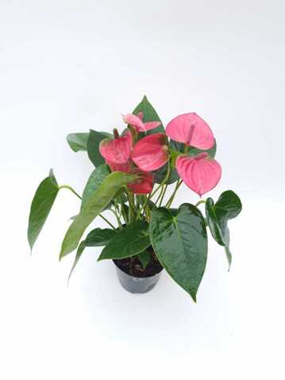 Антуриум Андре. диаметр 12 см.