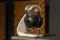 Dan Clark Audio ETHER C Flow 1.1 Black