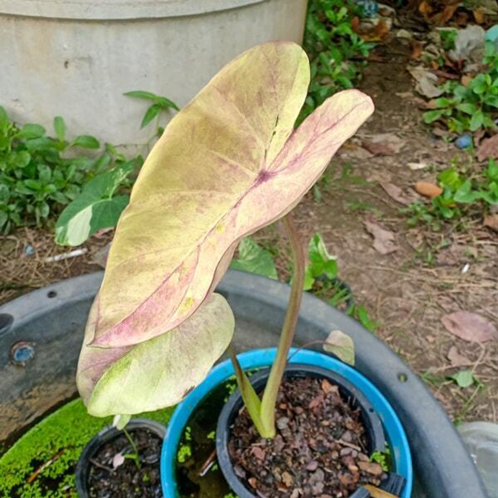 Колоказия PINK LOTUS