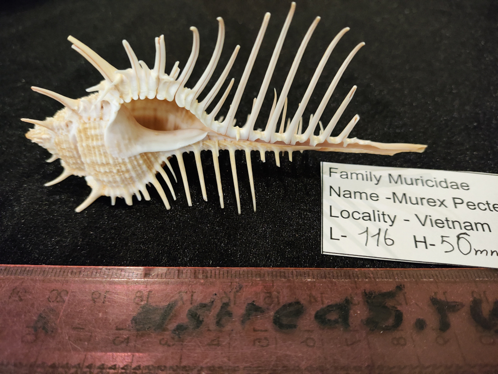 Мурекс "Гребень Венеры" "110-140мм"