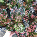 Аглаонема PINK DALMATIN