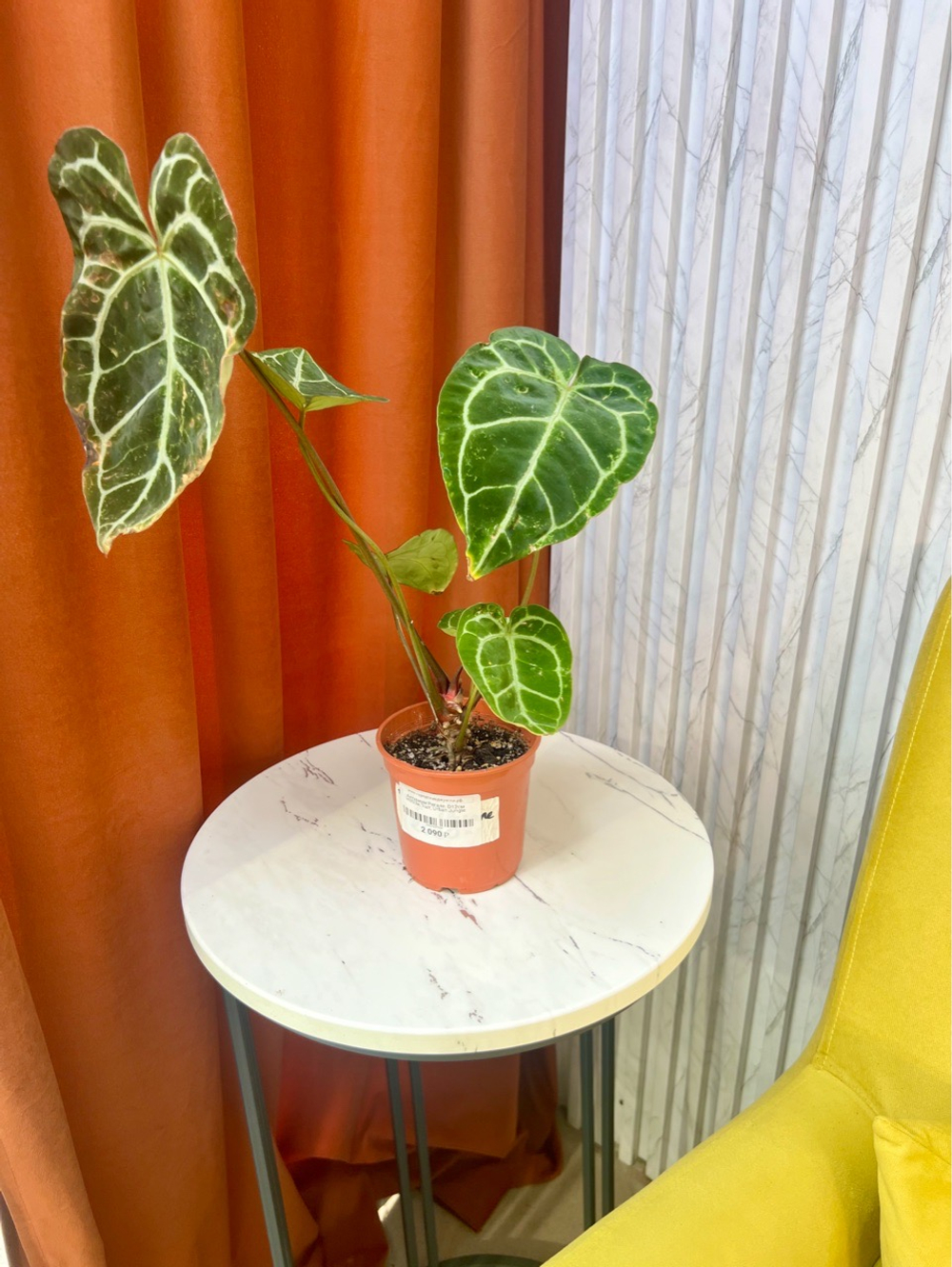 Антуриум Регале, D12см Н30см, 1шт, Urban Jungle