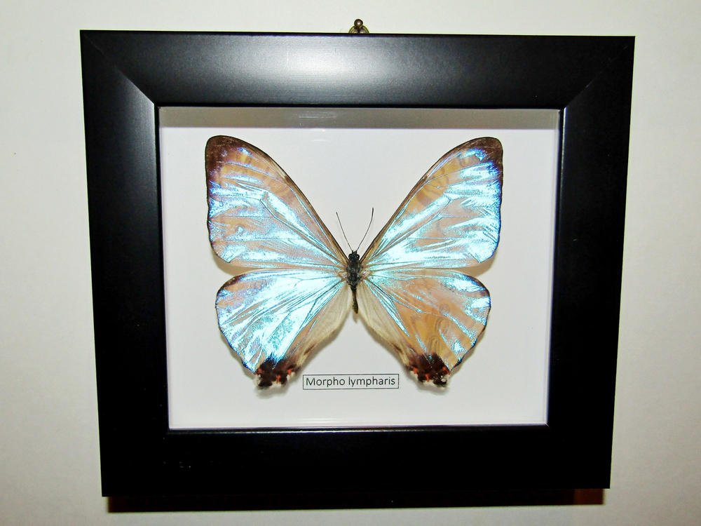 Бабочка Morpho lympharis в рамке