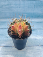 Gymnocalycium Variegata (Гимнокалициум Вариегатный)