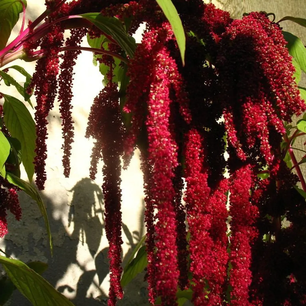 Амарант (плод)