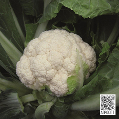 Балбоа F1 семена капусты цветной (Bejo / Бейо)