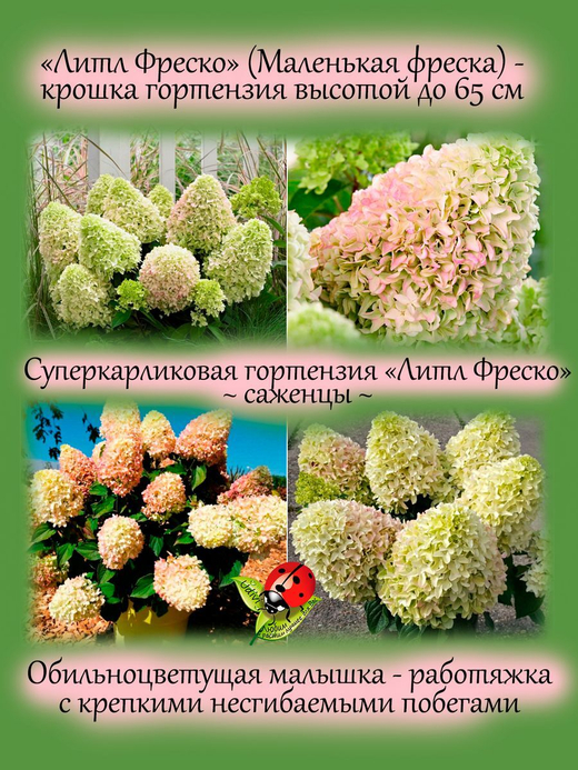 Гортензия карликовая Литл Фреско метельчатая