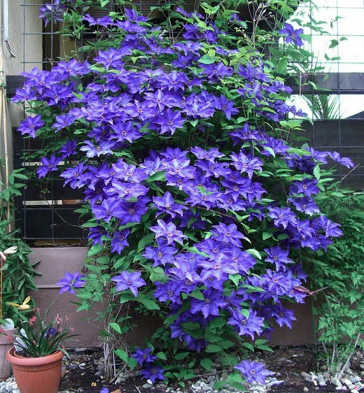 Клематис гибридный Зе Президент Закупка М33 апрель 2026