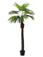 Пальма вашингтония 185 см.