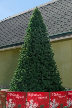 Сосна Клеопатра PREMIUM 6 м., интерьерная, ствольная, мягкая хвоя, ЕлкиТорг (61600)