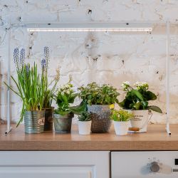 ULI-P18-18W-SPFB IP40 WHITE Светильник для растений светодиодный линейный. 560мм. выкл. на корпусе. Спектр для фотосинтеза. TM ФитоЛето