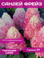 Сандей Фрейз гортензия метельчатая