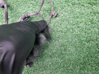 Проводка переднего бампера BMW X5 G05 (2018-2023)