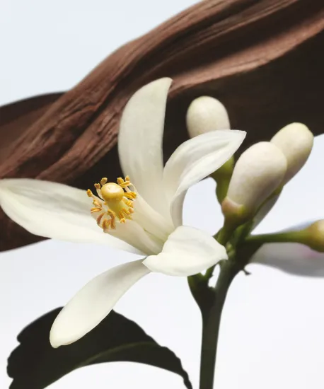 Dries Van Noten Jardin de L'Orangerie Eau de Parfum