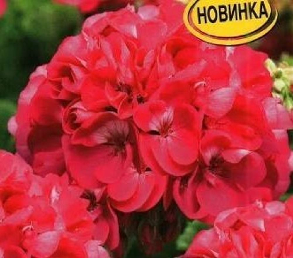 Герань Балконная Фламинго F2 5шт.