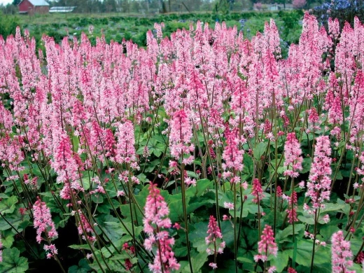 Гейхера Пинк Революшн Р9 Закупка М36 получение май-июнь 2026