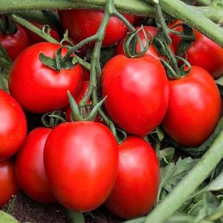Томат Рио Волга F1 100 (семян)