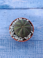 Суккулент Euphorbia Obesa (Эуфорбия)