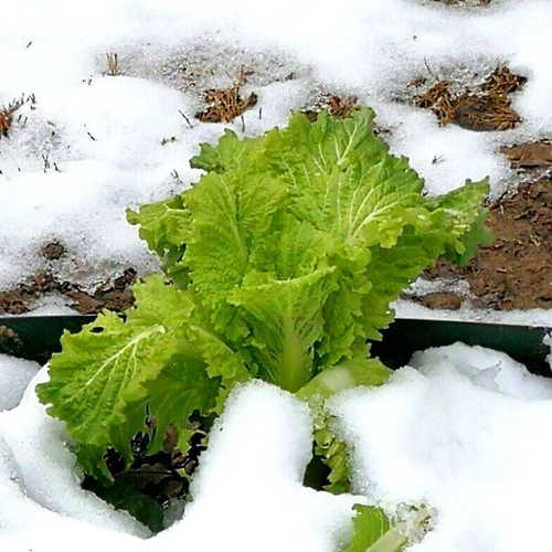 Тяньцзиньская Высокогорная Китайская Капуста - Тяньцзинь Бай Цай - 天津白菜 - Chinese Tianjin Cabbage