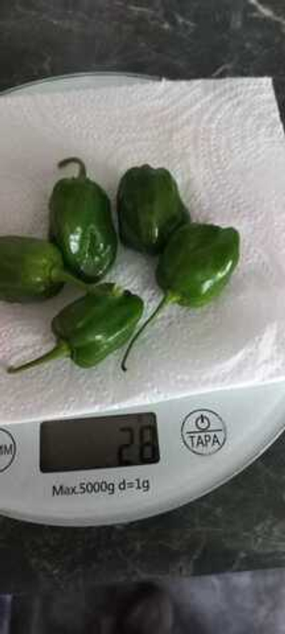 Перец острый зелёный Хабанеро